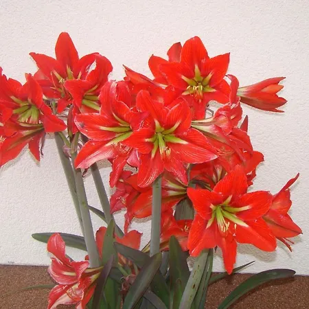 ゲストハウス Pansion Ivan