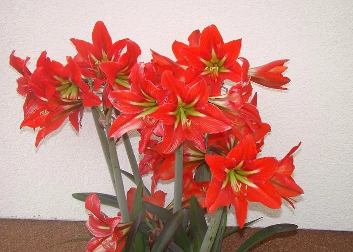 Guest house Pansion Ivan